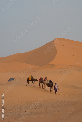 Dromedary camels in the Sahara desert, Morocco