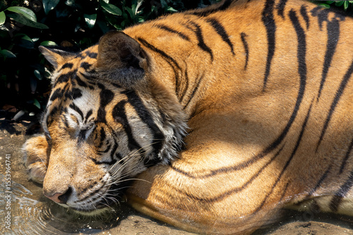 Tiger resting in the water on the shore in the tropical heat