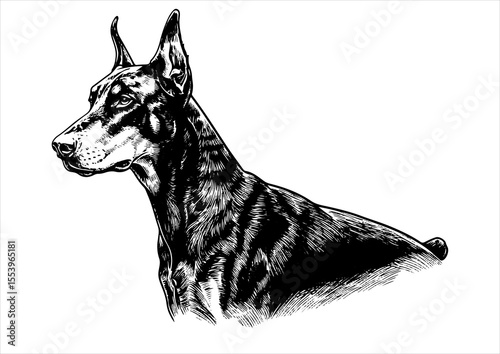 doberman dog pet portrait engraving intricate retro hand drawn style line art black and white vector illustration, isolated on white background
