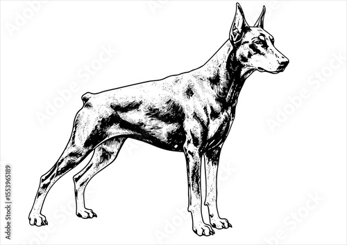 doberman dog pet portrait engraving intricate retro hand drawn style line art black and white vector illustration, isolated on white background
