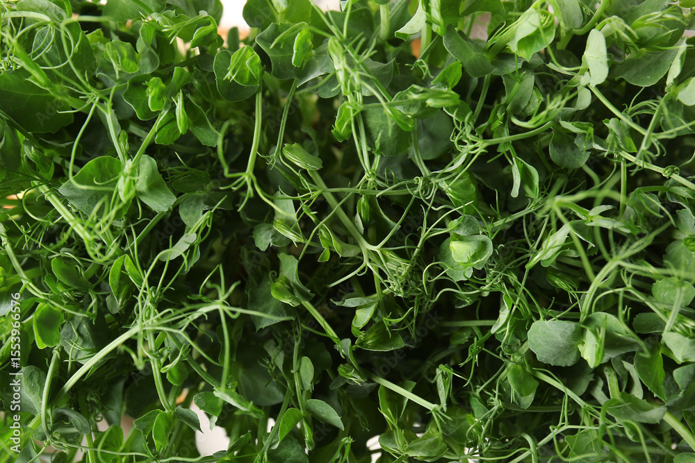 Fototapeta premium Fresh peas micro green as background, closeup
