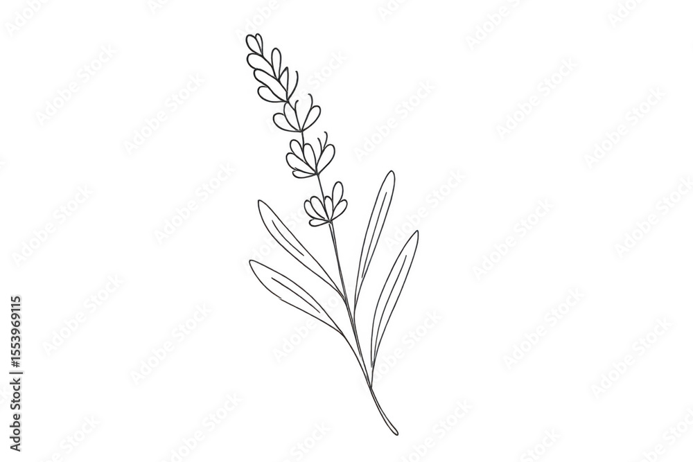 Fototapeta premium Simple line art illustration of a lavender flower with a transparent background, ideal for minimalist designs and projects