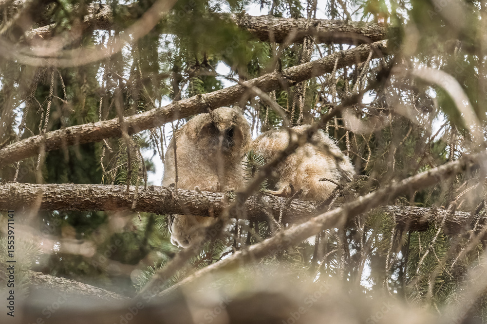 Obraz premium Long-eared owl owlet on a tree