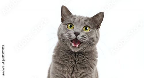 Surprised Gray Cat with Yellow Eyes and Open Mouth Isolated on White Background a Perfect Animal Portrait for Decoration