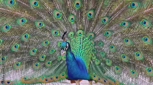 Majestic Male Peacock Displaying Vibrant Fanned Tail Feathers with Eye Spots