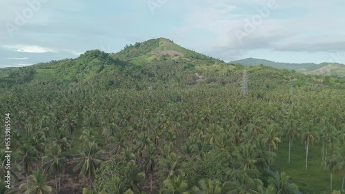 Breathtaking Aerial View of Lush Green Palm Tree Plantation with Rolling Hills Under a Clear Sky