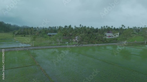 Aerial View of Serene Rice Fields with Riders and Lush Green Palm Trees in the Background