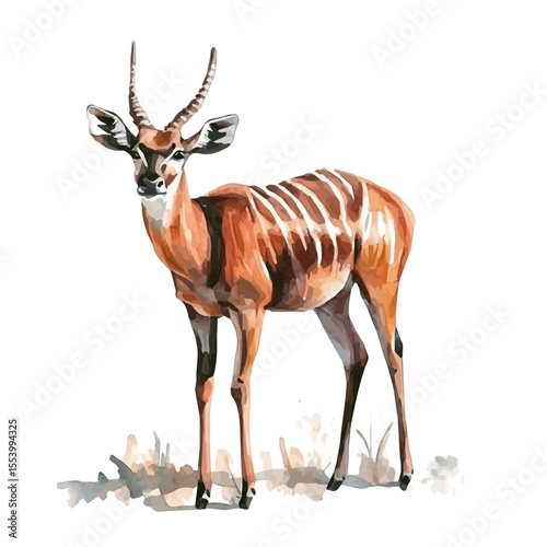 Bongo, watercolor illustration vector, isolated on a white background.