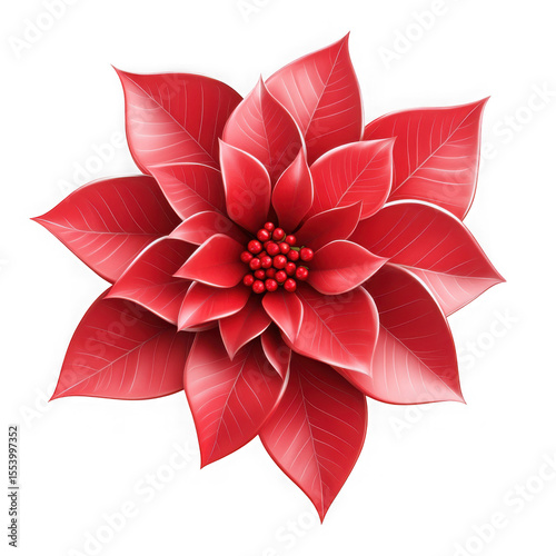 Beautiful red poinsettia flower with delicate white edges isolated on transparent background