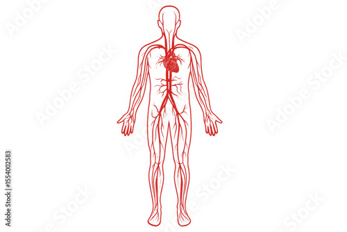 Medical illustration of human circulatory system highlighting veins and arteries on transparent background