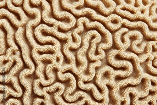 Detailed macro view of brain coral with intricate, swirling patterns and textures. The image captures the natural complexity and beauty of this ocean life