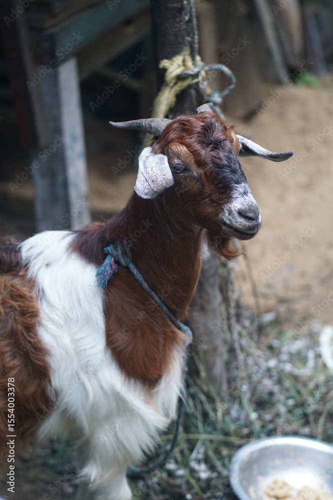 Fototapeta premium Goat