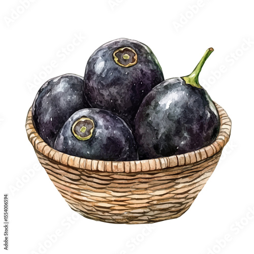 watercolor of Black Sapote Fruit Basket, vector, isolated on a white background.