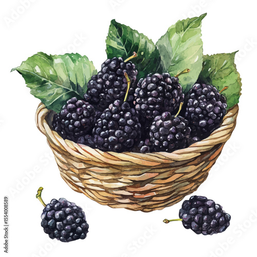 Black Mulberry Fruit Basket, watercolor illustration vector, isolated on a white background.