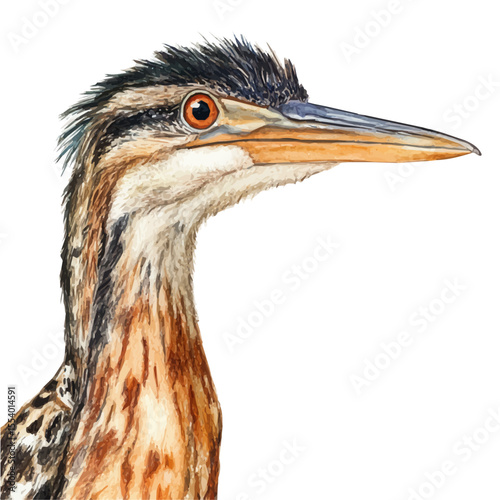 Bittern Close Up, watercolor illustration vector, isolated on a white background.