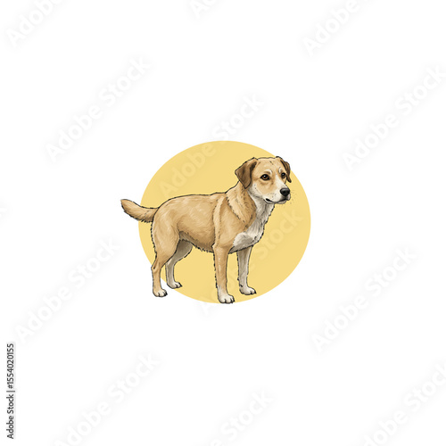 golden retriever dog, boxer, brown, golden, domestic, isolated on white, yellow, dog, pet, animal, white, isolated, retriever