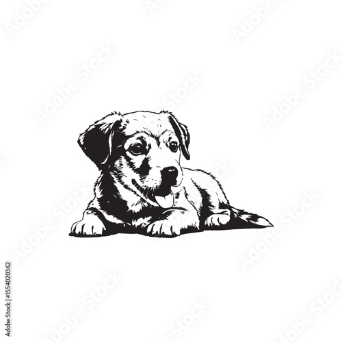 vector illustration of a puppy, dog, pet, puppy, white, isolated, young, white background