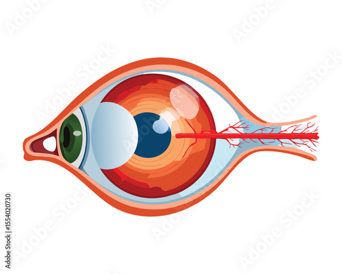 Lateral View of Human Eye Anatomy