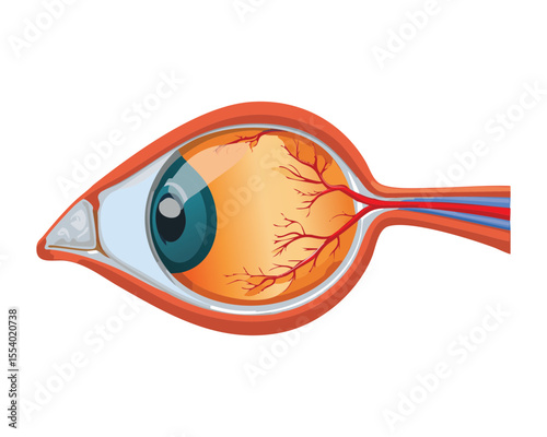 Human Eye Anatomy with Blood Vessels
