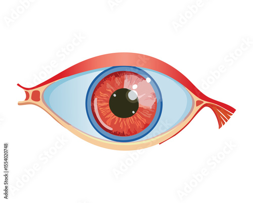 Human Eye Brown Iris Side View Illustration