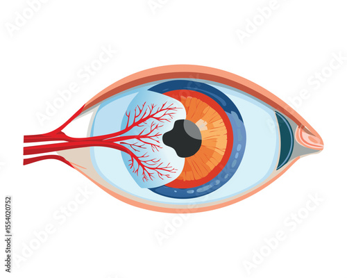 Human Eye Cataract Medical Condition Illustration