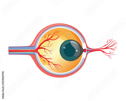 Human Eye Anatomy Medical Veins Illustration