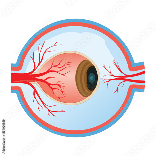 Human Eye Anatomical Structure Medical Cross Section