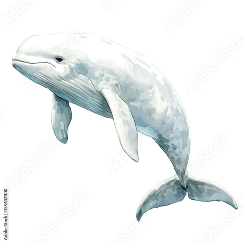 Beluga Whale, watercolor illustration vector, isolated on a white background.