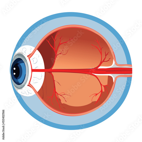 Internal Anatomy of the Human Eye Detailed Diagram