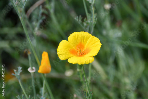 ハナビシソウ　California poppy