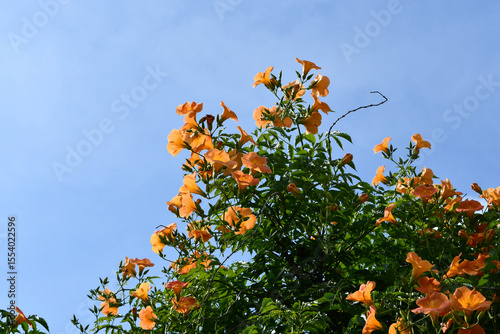 ノウゼンカズラ　Chinese trumpet vine