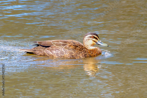 Pacific Black Duck in the water at the wetlands