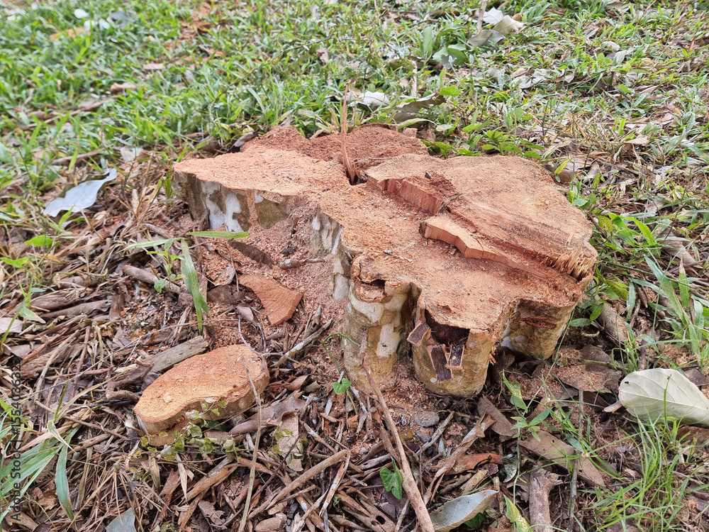 Naklejka premium Close-Up of Fresh Tree Stump with Sawdust and Broken Bark on Ground