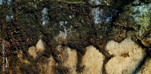 long natural background, The image captures the concept of resilience and persistence of nature in challenging environments.