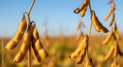 Close-Up of Mature Dry Soybean Pods Hanging from Plant Stems Against Warm Golden Field and Clear Blue Sky