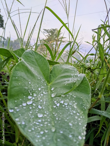 Original photo of water produced from dew and stuck to leaves.