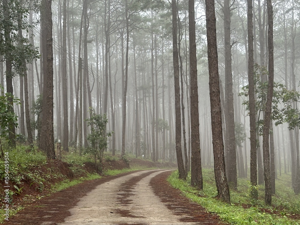 Fototapeta premium A road through a pine forest covered in fog