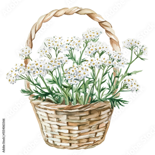 A Yarrow Flower Basket, watercolor vector, isolated on a white background.