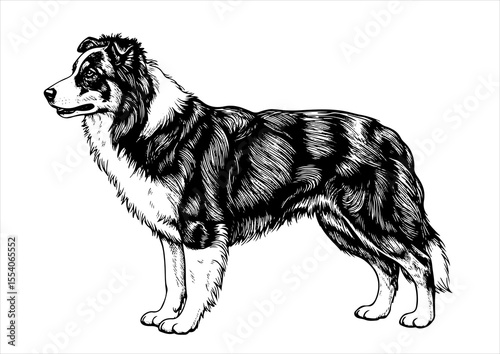 border collie dog pet portrait engraving intricate retro hand drawn style line art black and white vector illustration, isolated on white background
