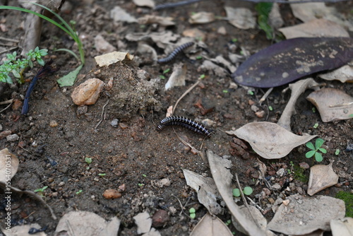 Greenhouse millipedes mating. Its common names are Oxidus gracilis, hothouse millipede, shortflange millipede and garden millipede.This is a species of millipede in the family of Paradoxosomatidae. photo