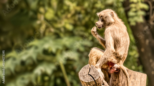 Baboon perched thoughtfully on a tree stump against a lush green backdrop