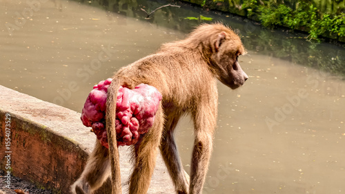 Photos Baboon with prominent sexual swellings near a river looking at its surroundings