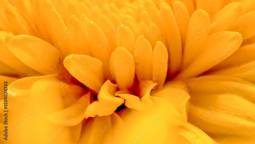 Fototapeta premium Captivating close-up of a vibrant yellow chrysanthemum flower showing intricate petal arrangement