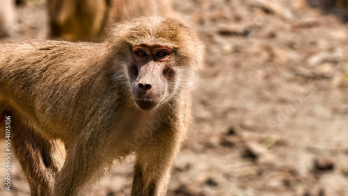 Close-up portrait of a baboon in its natural habitat on a sunny day
