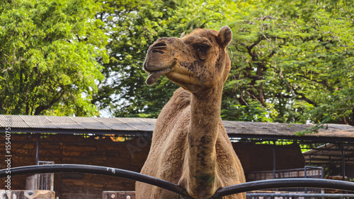 Close-up portrait of a dromedary camel with its head over a fence in a zoo