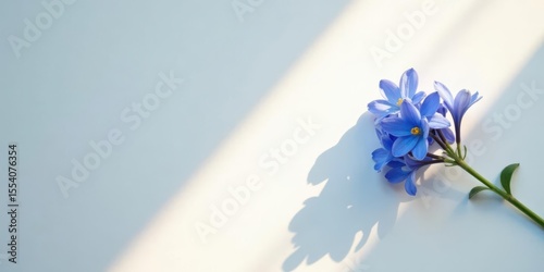 Serene Blue Blooms Basking in Sunlight's Gentle Embrace on a Soft White Surface