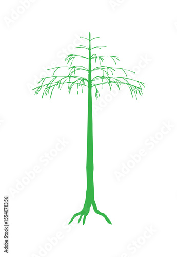 Illustration of a tall, thin green tree with sparse branches and visible roots on a white background.