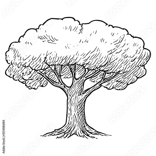 Broad Canopy Tree