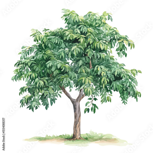 A Tamarind Tree, watercolor illustration vector, isolated on a white background.