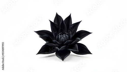 black  flower white background 